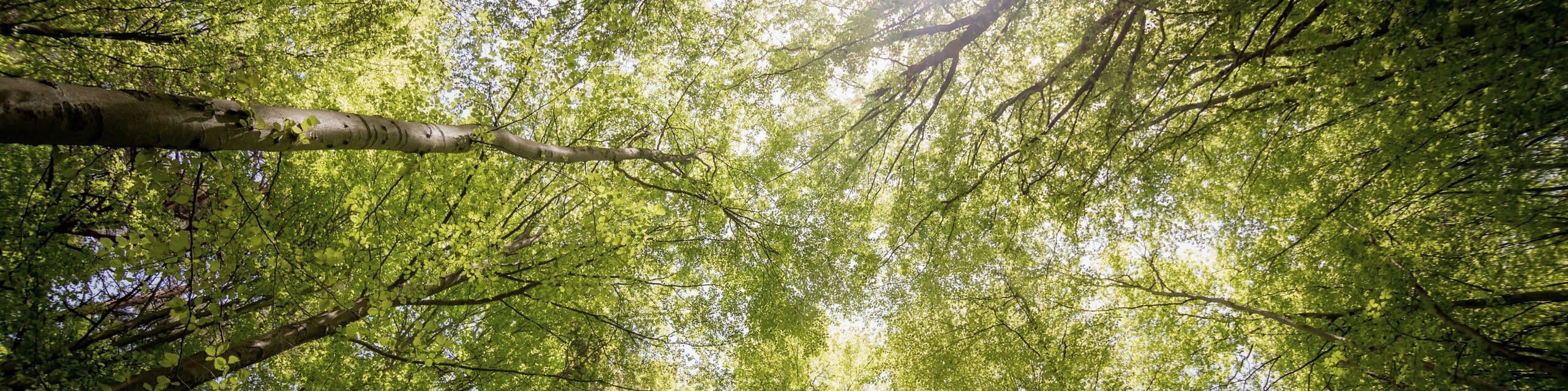 Zonlicht dat door de takken van bomen in een bos schijnt
