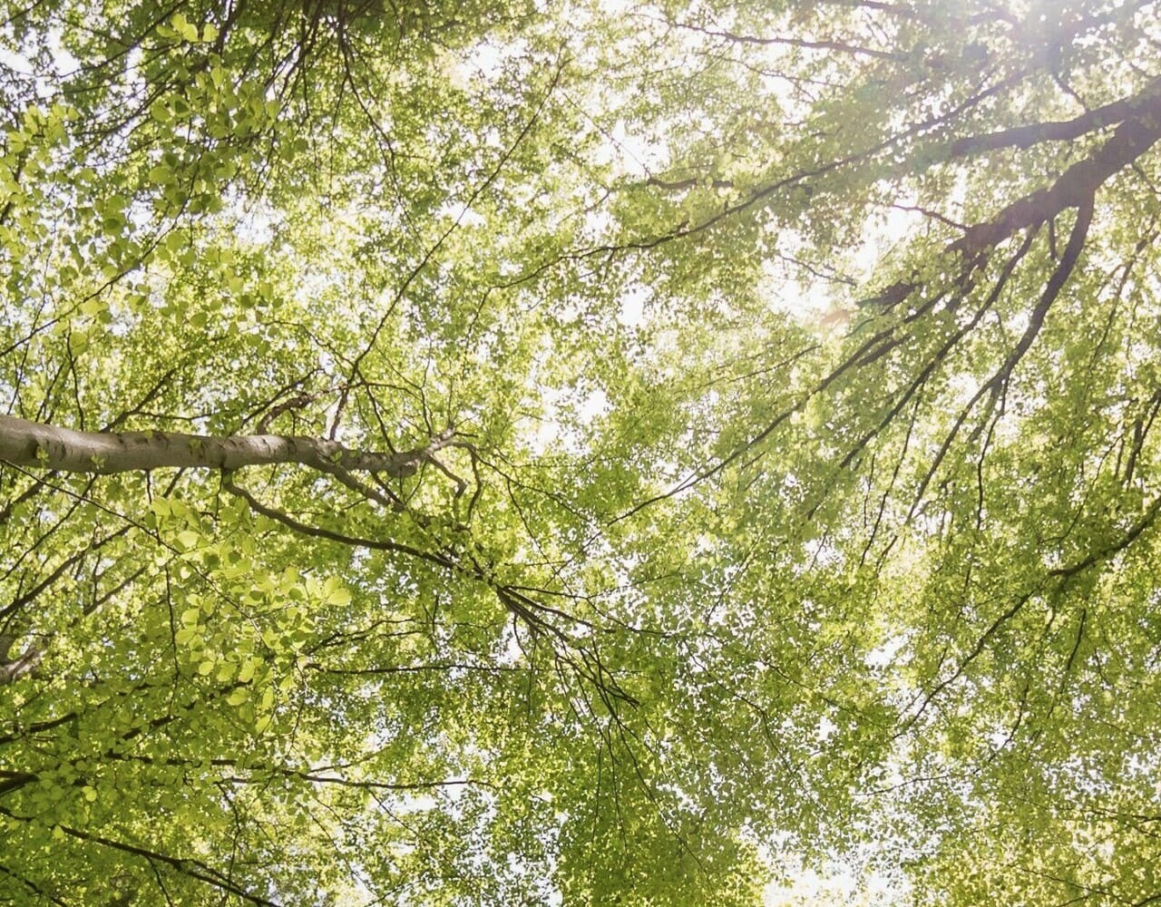 Zonlicht dat door de takken van bomen in een bos schijnt